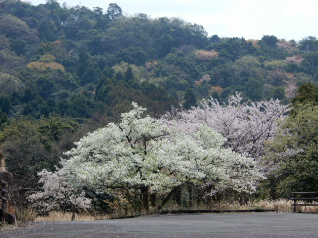 https://www.elashy-mise.jp/DSCN2402.JPG
