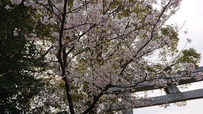 https://www.elashy-mise.jp/DSC_0022.JPG